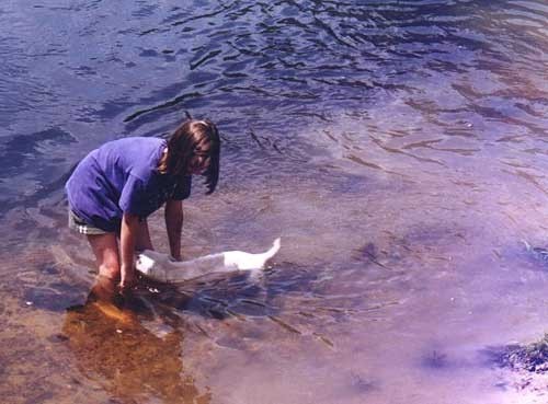 Doindogs Yew of Kerrybrook (as pup) 58.jpg